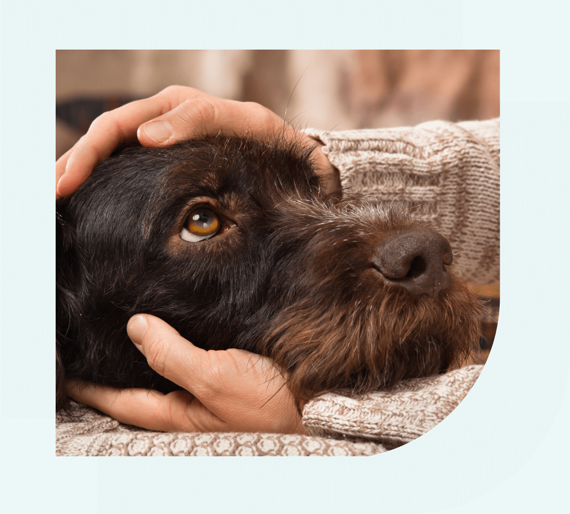 A brown dog is embraced by a person who is holding its head in their hands.