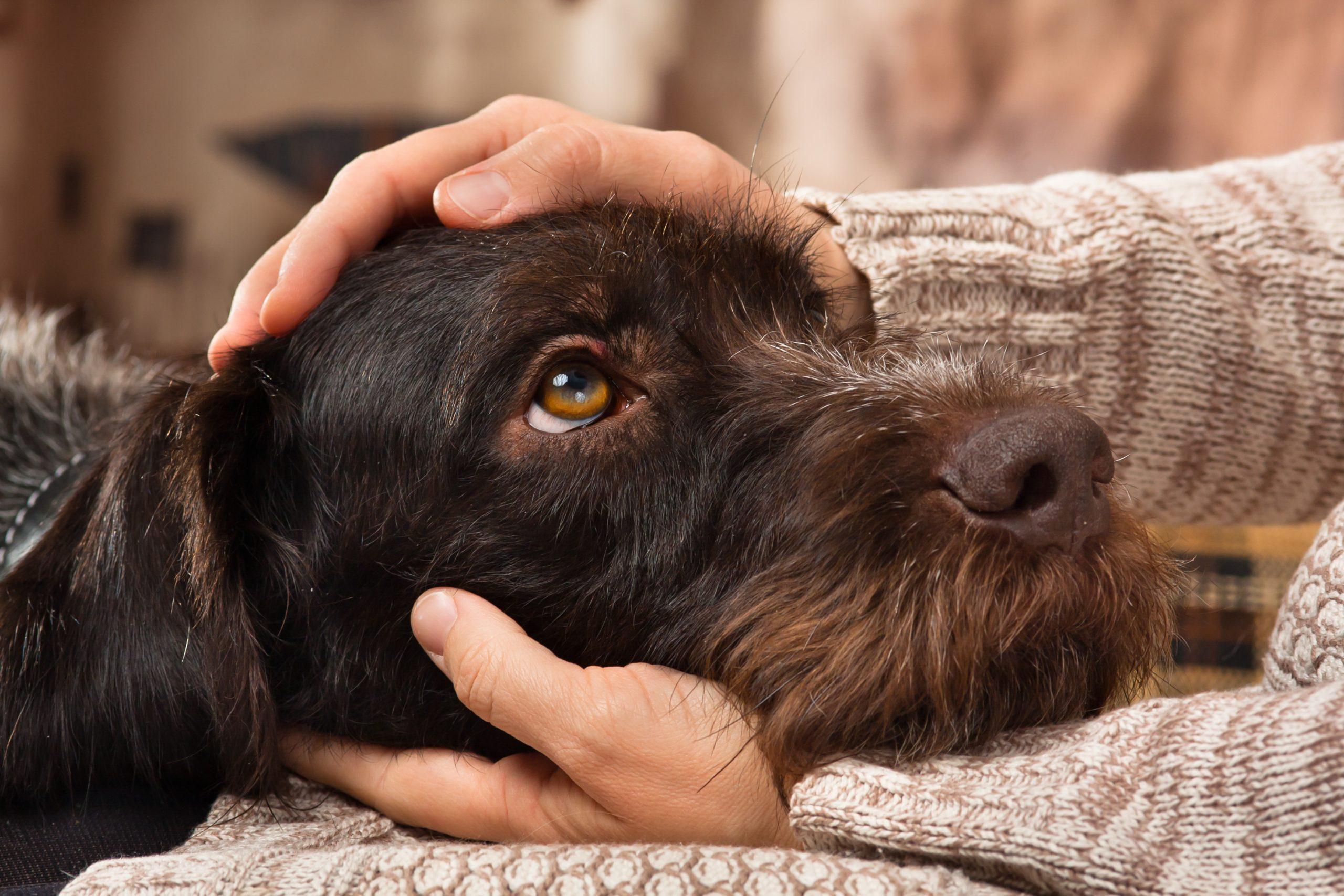 hands of owner petting head of dog